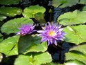 Two Water Lilies
